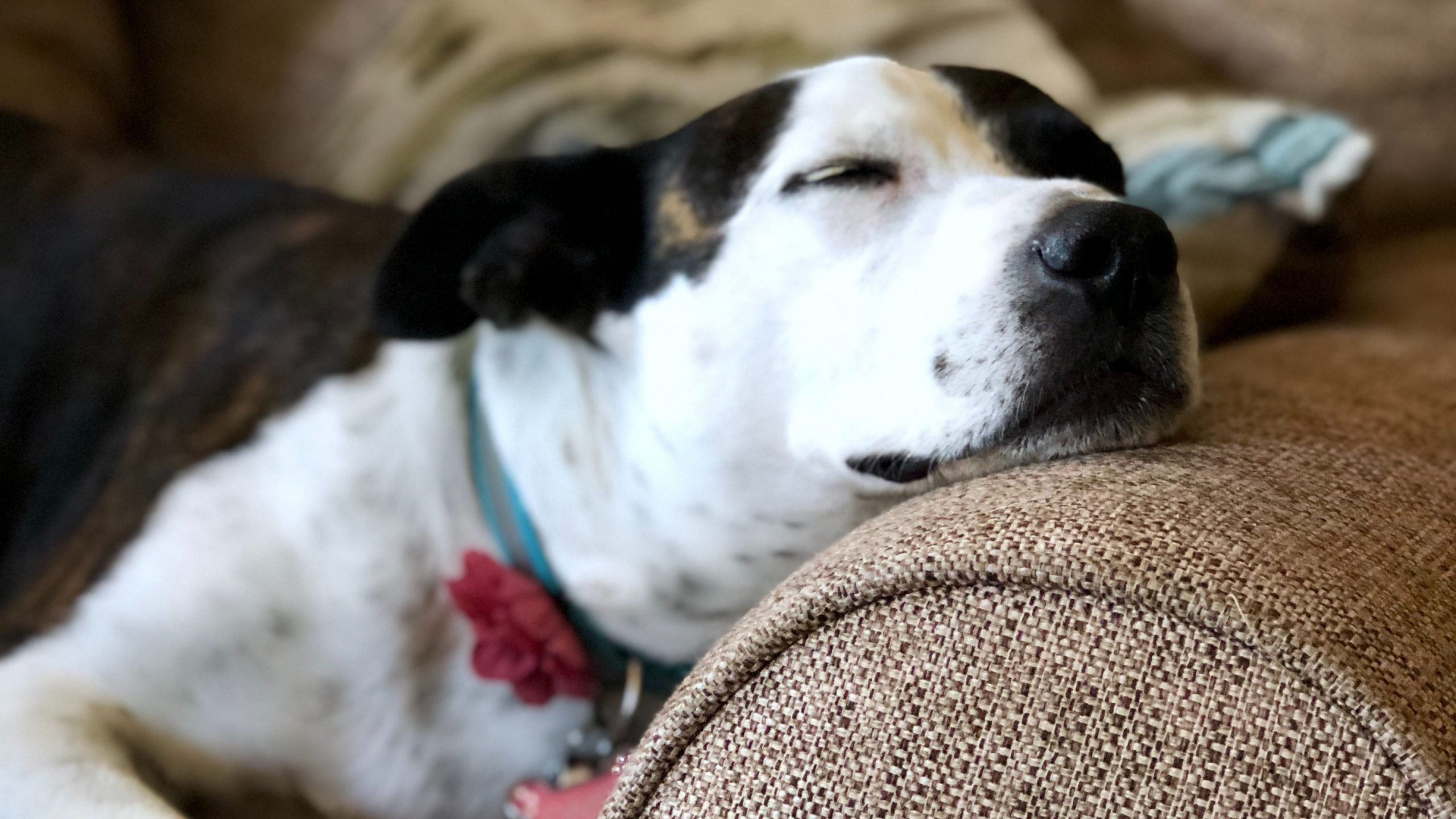 Perro en sofa